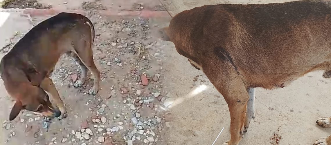Perro herido en atentado a pescador Puerto Mocho