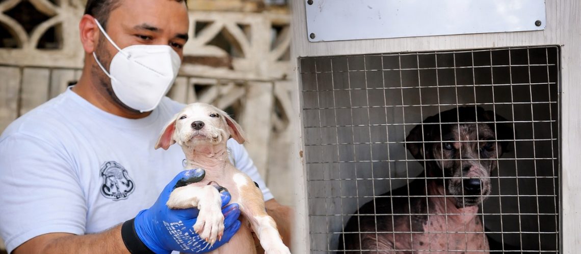 Perros rescatados de vivienda en el norte de Barranquilla
