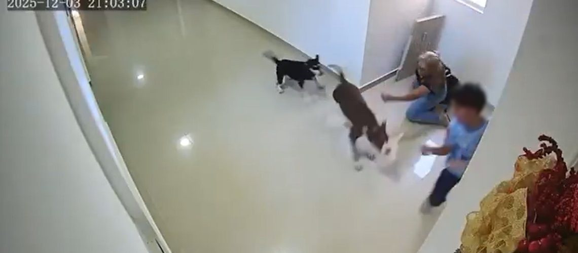 Pitbull que atacó a niño en el norte de Barranquilla (1)