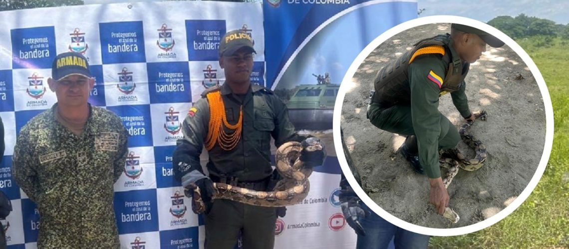 Policía rescata boa constrictor dentro de vivienda (4)