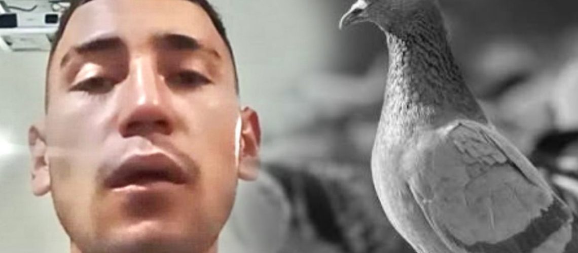 Prisión por matar a dos palomas