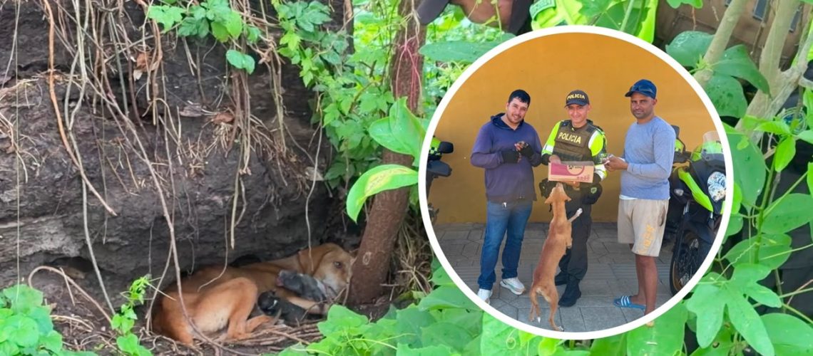 Rebeca y cachorros rescatados Bolívar
