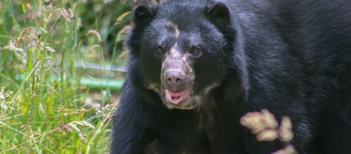 Tamá, el oso de andino que murió cuando iba a conocer la libertad