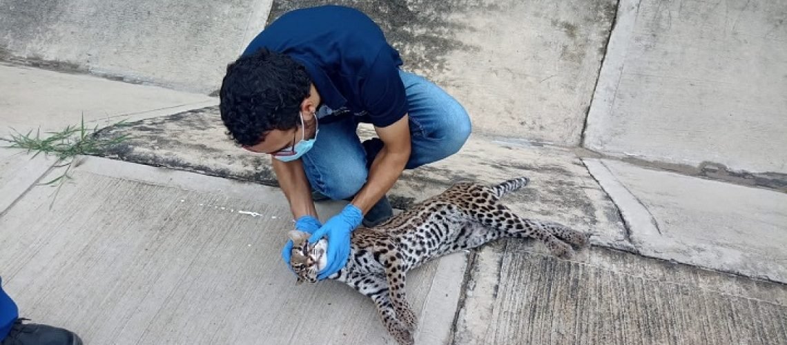 Tigrillo muerto en la Circunvalar (2) DESTACADA