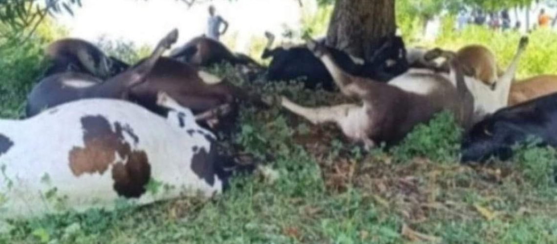 Vacas muertas por caída de rayo en Tierralta, Córdoba