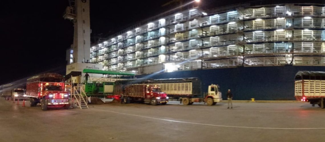 Embarque novillos exportación