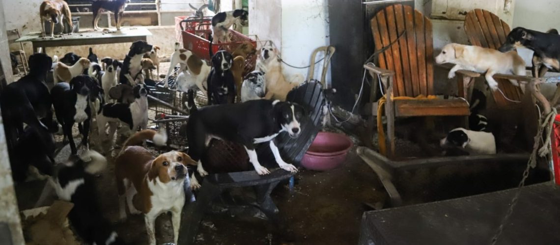 Intervención casa de perros norte de Barranquilla