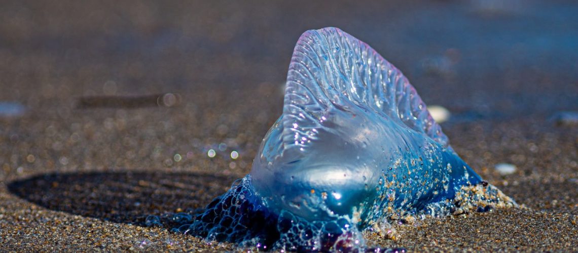 Llegada de agua mala a las playas del Caribe colombiano
