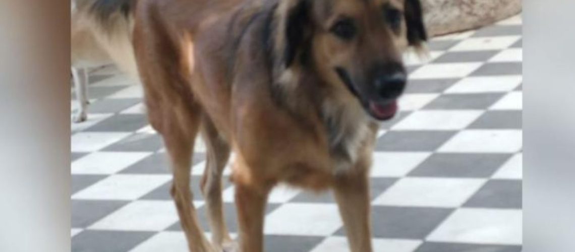 ataque a perro valledupar 2