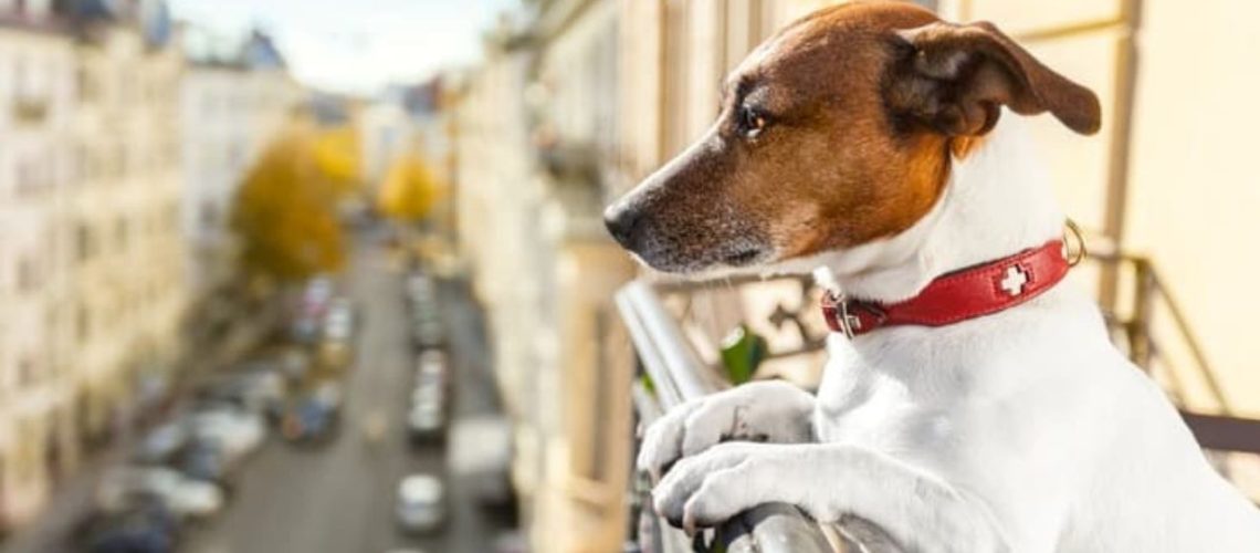 mascotas en propiedad horizontal