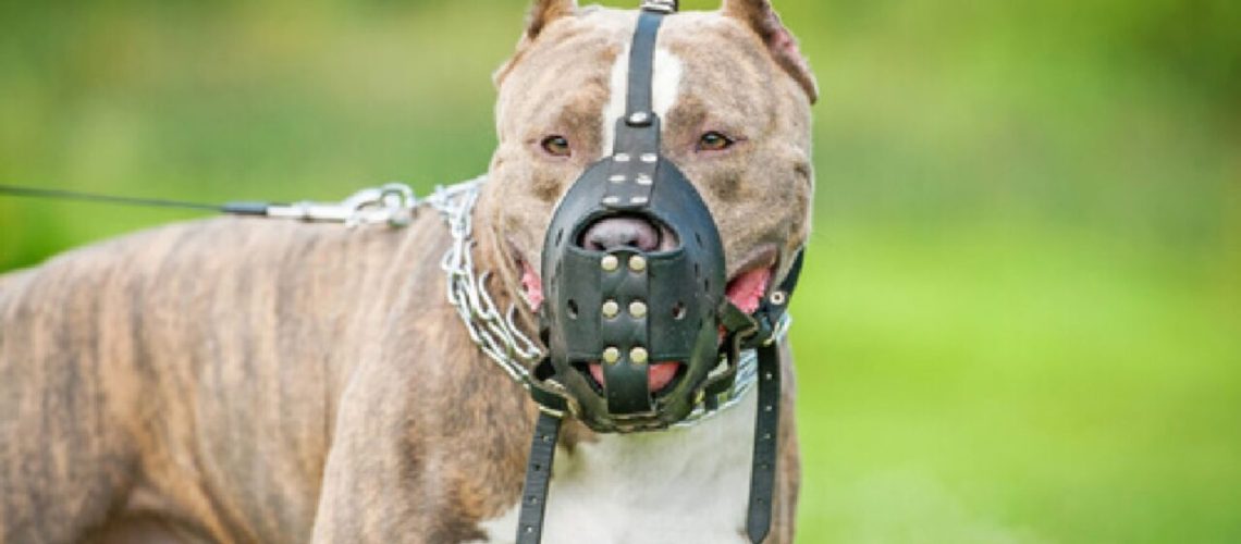 perro pitbull