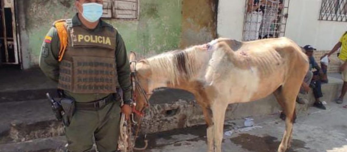 rescate caballo Mesolandia malambo