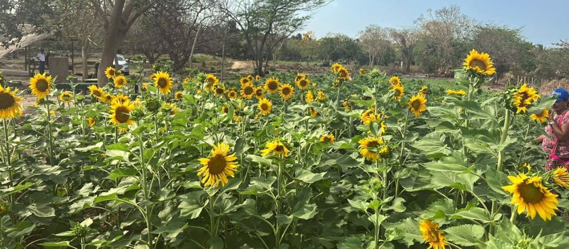 ruta del girasol en puerto colombia