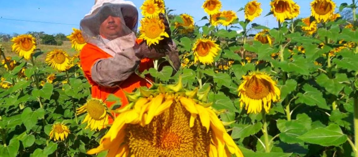 ruta girasol usiacuri 1 (1)