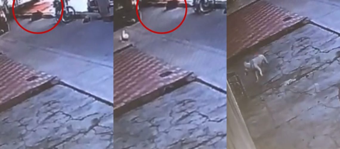 sanción mujer perro barranquilla