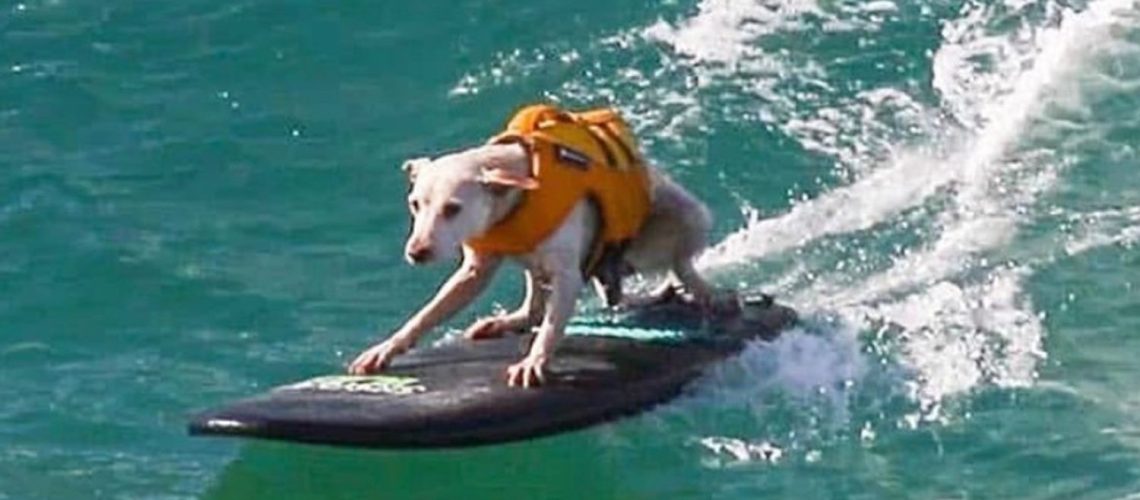 sugar-surfing-dog-033126-2-56ac25936b034b4982d4490b45943739